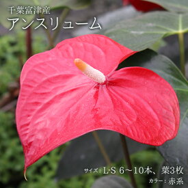 楽天市場 ふるさと納税 種類 植物 アンスリューム 花 観葉植物 花 ガーデン Diy の通販