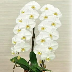 楽天市場 千葉の花の通販