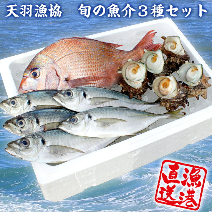 楽天市場 ふるさと納税 天羽漁協 旬の魚介３種セット お楽しみ 新鮮 朝獲れ直送 漁業協同組合 国産 千葉県産 産地直送 旬魚 活魚 鮮魚 魚介類 魚貝 詰め合わせ 詰合せ セット プロ御用達 毎月数量限定 千葉県 富津市 送料無料 千葉県富津市
