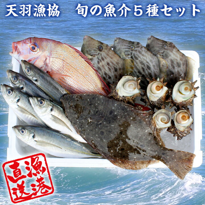 楽天市場 ふるさと納税 天羽漁協 旬の魚介５種セット お楽しみ 新鮮 朝獲れ直送 漁業協同組合 国産 千葉県産 産地直送 旬魚 活魚 鮮魚 魚介類 魚貝 詰め合わせ 詰合せ セット プロ御用達 毎月数量限定 千葉県 富津市 送料無料 千葉県富津市