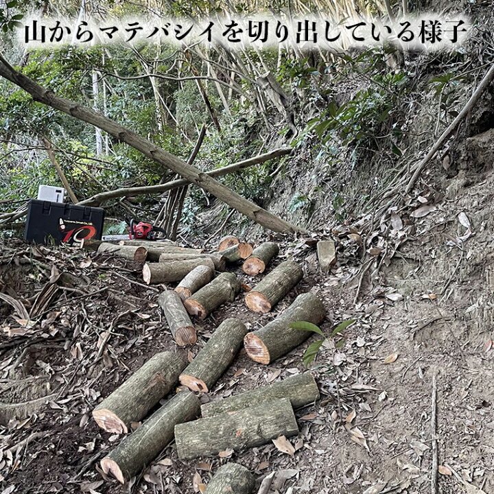 楽天市場】【ふるさと納税】薪 マテバシイ 約20kg おすすめ 未乾燥薪 