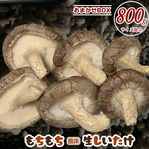yӂ邳Ɣ[Łz ő ̂   ۏ 400g 800g  ܂ TCY낢  W[V[ \  _Y Y 傫  pX^ XpQeB[ VՂ 