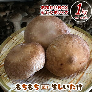yӂ邳Ɣ[Łz ő ̂   ۏ 1kg 1000g  ܂ TCY낢  W[V[ \  _Y Y 傫 rbO W{  pX^ XpQ