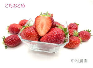 yӂ邳Ɣ[Łz g`Ig 1kg {B / _ / ƂƂ  C`S n ̂