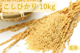【ふるさと納税】四街道産 コシヒカリ / お米 こしひかり 10kg 玄米