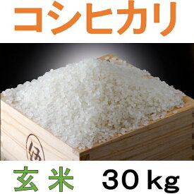 【ふるさと納税】こだわり コシヒカリ 玄米 30kg / お米