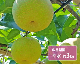 【ふるさと納税】広谷梨園　幸水　約3kg ／ 梨 なし 果物 千葉県 特産品