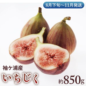 yӂ邳Ɣ[ŁzPYY 850gs8{11tO[t@[Ob ʕ  t[c XC[c C`WN PY [ t [0392]