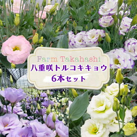 【ふるさと納税】トルコキキョウ 6本『ファームたかはし』｜花 生花 フラワー アレンジメント 大輪 長持ち 桔梗 はな お届け インテリア 飾り プレゼント お祝い [0419]