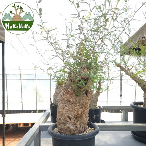 yӂ邳Ɣ[ŁzIyNJAEpLvXu򍪐Ảlv(Ǘ) Z1bϗtA R[fbNX ~ A CeA nRlR [0587r]