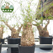 楽天市場】パキプス（花・観葉植物｜花・ガーデン・DIY）の通販