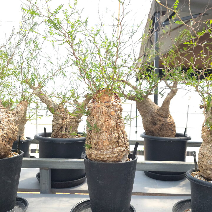楽天市場】【ふるさと納税】オペルクリカリア・パキプス「塊根植物の 