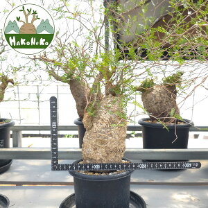 yӂ邳Ɣ[ŁzIyNJAEpLvXu򍪐Ảlv(Ǘ) Z4bϗtA R[fbNX ~ A CeA nRlR [0590r]