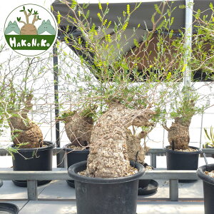 yӂ邳Ɣ[ŁzIyNJAEpLvXu򍪐Ảlv(Ǘ) Z5bϗtA R[fbNX ~ A CeA nRlR [0591r]