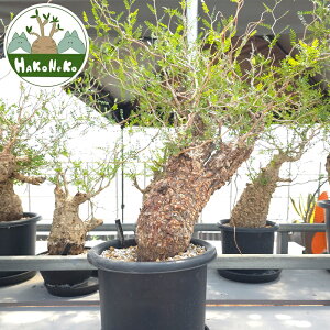 yӂ邳Ɣ[ŁzIyNJAEpLvXu򍪐Ảlv(Ǘ) Z6bϗtA R[fbNX ~ A CeA nRlR [0592r]