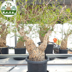 yӂ邳Ɣ[ŁzIyNJAEpLvXu򍪐Ảlv(Ǘ) Z7bϗtA R[fbNX ~ A CeA nRlR [0593r]