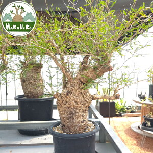 yӂ邳Ɣ[ŁzIyNJAEpLvXu򍪐Ảlv(Ǘ) Z8bϗtA R[fbNX ~ A CeA nRlR [0594r]