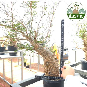 yӂ邳Ɣ[ŁzIyNJAEpLvXu򍪐Ảlv(Ǘ) Z9bϗtA R[fbNX ~ A CeA nRlR [0595r]