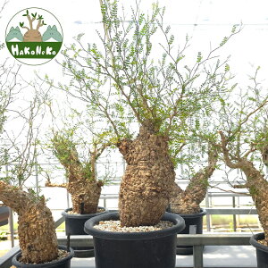 yӂ邳Ɣ[ŁzIyNJAEpLvXu򍪐Ảlv(Ǘ) Z10bϗtA R[fbNX ~ A CeA nRlR [0596r]