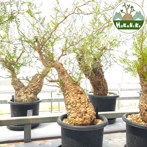 yӂ邳Ɣ[ŁzIyNJAEpLvXu򍪐Ảlv(Ǘ) Z11bϗtA R[fbNX ~ A CeA nRlR [0597r]