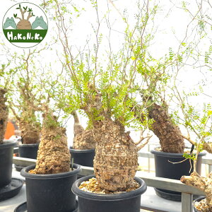 yӂ邳Ɣ[ŁzIyNJAEpLvXu򍪐Ảlv(Ǘ) Z12bϗtA R[fbNX ~ A CeA nRlR [0598r]