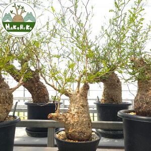 yӂ邳Ɣ[ŁzIyNJAEpLvXu򍪐Ảlv(Ǘ) Z13bϗtA R[fbNX ~ A CeA nRlR [0599r]