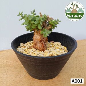 �y�ӂ邳�Ɣ[�Łz�P�����A�E�s�O�}�G�A (�����Ǘ���)�b�ϗt�A�� �R�[�f�b�N�X �~�� ���A�� �C���e���A �n�R�l�R [0653r-0669r]