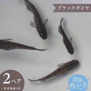 yӂ邳Ɣ[Łzǂ߂ m ubN_C n(2yA{ۏ1Cj ߂ _J ߂ _J ߂ Ϗܗp