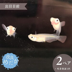 yӂ邳Ɣ[Łzǂ߂ m oږڑO n(2yA{ۏ1Cj ߂ _J ߂ _J ߂ Ϗܗp
