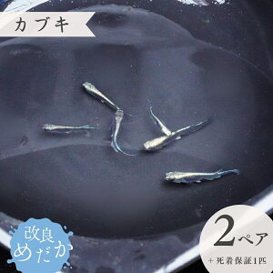yӂ邳Ɣ[Łzǂ߂ m JuL n(2yA{ۏ1Cj ߂ _J ߂ _J ߂ Ϗܗp