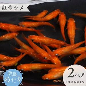 yӂ邳Ɣ[Łzǂ߂ m g郉 n(2yA{ۏ1Cj ߂ _J ߂ _J ߂ Ϗܗp