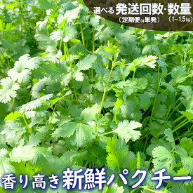 【ふるさと納税】 香り高き新鮮パクチー 1kg 1.5kg 単発 1kg×6回 隔月定期便 お届け