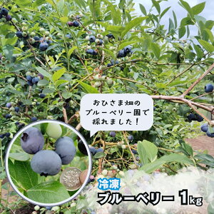 yӂ邳Ɣ[ŁzЂܔ̃u[x[ Ⓚu[x[ 1kgi500g×2܁j Xs u[x[ ʕ t[c u[x[Ⓚ u[x[嗱