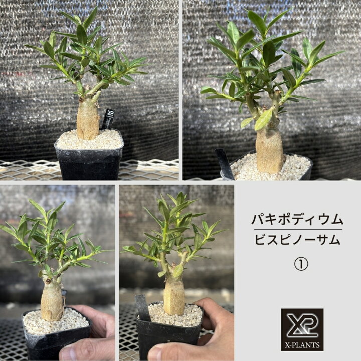楽天市場】【ふるさと納税】パキポディウム ビスピノーサム X-PLANTS 