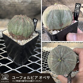 【ふるさと納税】ユーフォルビア オベサ X-PLANTS 珍奇植物 ビザールプランツ 塊根植物