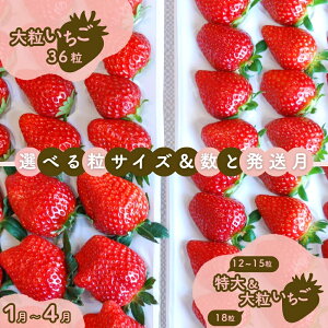 yӂ邳Ɣ[Łz₿܂Rt@[̊n嗱  tXs X  C`S  嗱 nC`S