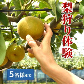 【ふるさと納税】梨狩り体験 梨のもぎ取り 1グループ5名様まで 幸水 豊水 新高 収穫体験 おすすめ 夏の味覚 秋の味覚 しろいの梨