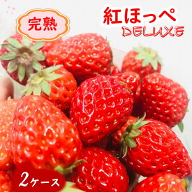【ふるさと納税】いちご 紅ほっぺ 8～15粒 2箱 完熟いちご 甘い 美味しい おすすめ 高級 ストロベリー 苺 イチゴ フルーツ 果物 高級 贈答用 ギフト プレゼント 贈り物