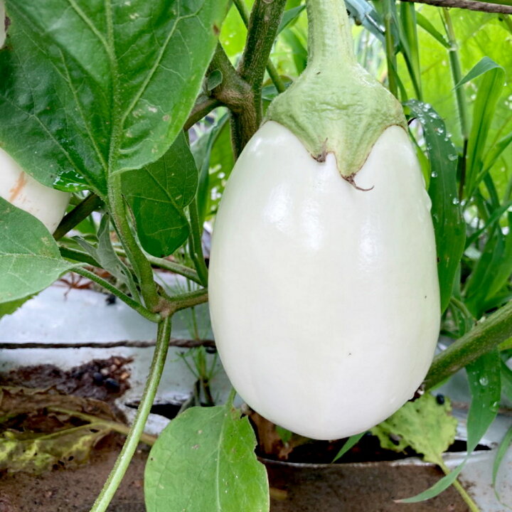 お年玉セール特価】 旬の野菜セット80 8〜10種 rmladv.com.br お年玉セール特価】 旬の野菜セット80 8〜10種 rmladv.com.br