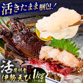 【ふるさと納税】活★房州産伊勢えび(房州海老)総量 1kg【おがくず梱包】 千葉県 南房総市 水揚げ 天然 ボイル 刺身 味噌汁 名物 食品 お取り寄せ グルメ 新鮮 鮮度 海の幸 魚介 海鮮 送料無料
