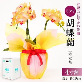 【ふるさと納税】 ミディ胡蝶蘭2本立 千葉県 南房総市 コンパクト 鉢植え 鉢花 花 フラワー お取り寄せ 植物 自然 かわいい 母の日 敬老の日 記念日 鉢付き 送料無料