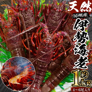 yӂ邳Ɣ[Łz[BYVRɐ 1kg t [s CY CN  C CV [B i VN Nx  BBQ X` C̍K hg 荠  