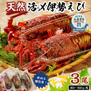 yӂ邳Ɣ[ŁzyzIׂzyVRzÂ݋ÏkIYⓀɐCV900gȏ 300g×3 t [s  O C̍K  CN  hg i 蕨 ji X