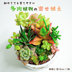 【ふるさと納税】多肉植物の 寄せ植え 1鉢 mi0034-0001 千葉県 南房総市 ハオルチア 陰性植物 ひとつの鉢 10種類 以上 育てやすい 観葉植物 セット 小さい 鉢植え 癒し おまかせ 自然 みどり 送料無料