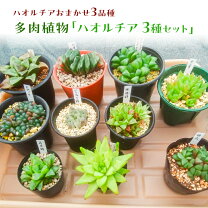 楽天市場】ハオルチア セットの通販