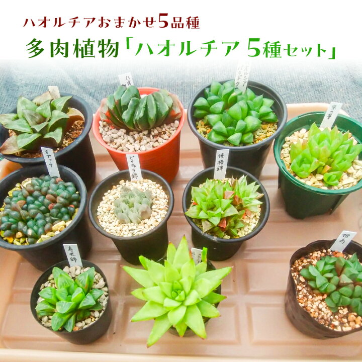 楽天市場】【ふるさと納税】多肉植物「ハオルチア 5種セット」 千葉県  