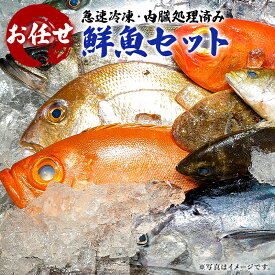 【ふるさと納税】急速冷凍・内臓処理済み お任せ鮮魚セット mi0051-0007 千葉県 南房総市 グルメ 絶品 お刺身 新鮮 活きの良さ 旨味 魚介 地魚 煮物 焼き物 揚げ物 お取り寄せ お取り寄せグルメ 送料無料