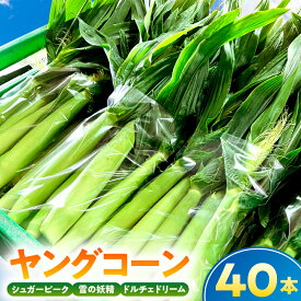 【ふるさと納税】 【先行受付 2026年6月上旬～7月下旬発送予定】【千葉県産】ヤングコーン40本 千葉県 南房総市 野菜 野菜 旬 皮付き 生ヤングコーン ベビーコーン とうもろこし お取り寄せ グルメ 送料無料