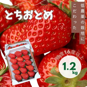 yӂ邳Ɣ[ŁzR_̂@uƂƂ߁v@1.2kg ^   C`S Xgx[ ƂƂ ʕ t[c