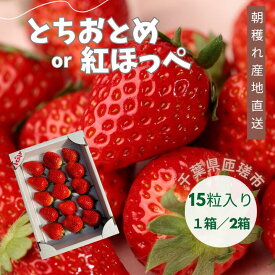 【ふるさと納税】産地直送　匝瑳市産いちご　15粒入り ／ いちご 苺 イチゴ ストロベリー とちおとめ 紅ほっぺ 果物 フルーツ 産地直送